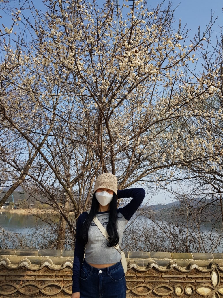 매화다육 이미지