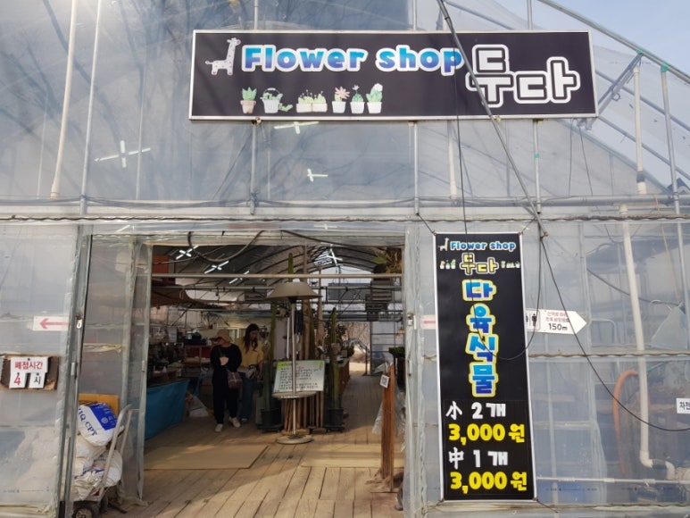 매화다육 이미지