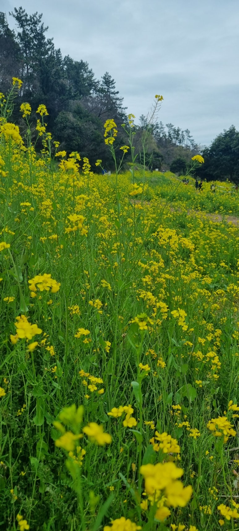 경일항공여행사 이미지