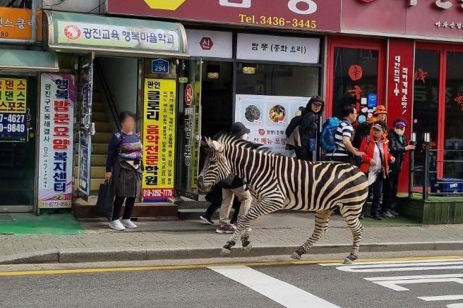 얼룩말손톱 이미지