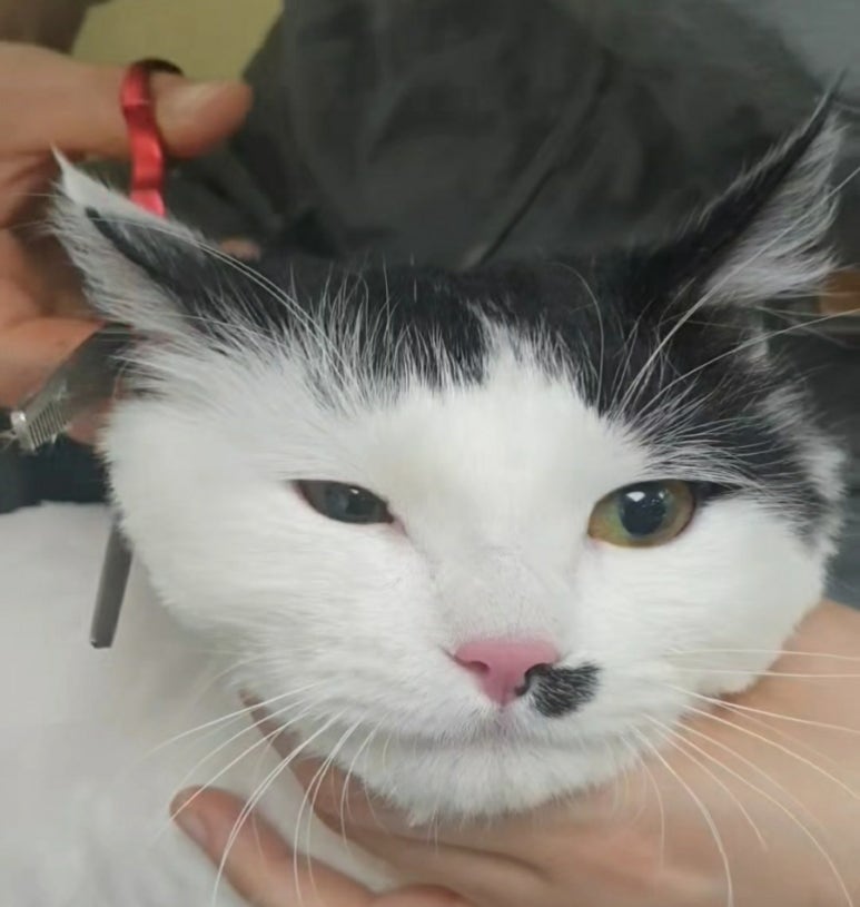 스완코코 이미지