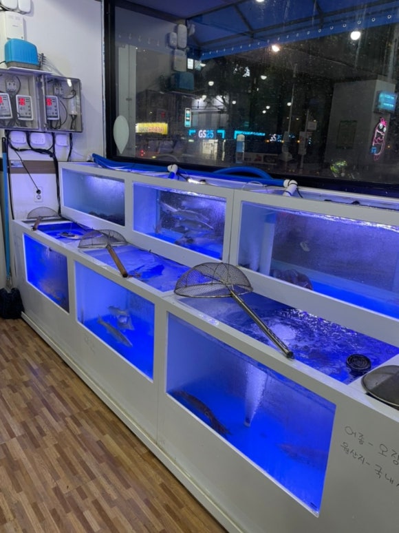 싱싱산오징어 이미지