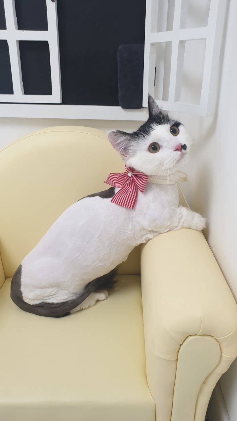 스완코코 이미지