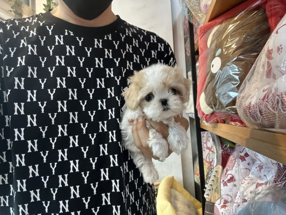 킹카바 이미지