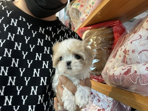 킹카바 이미지