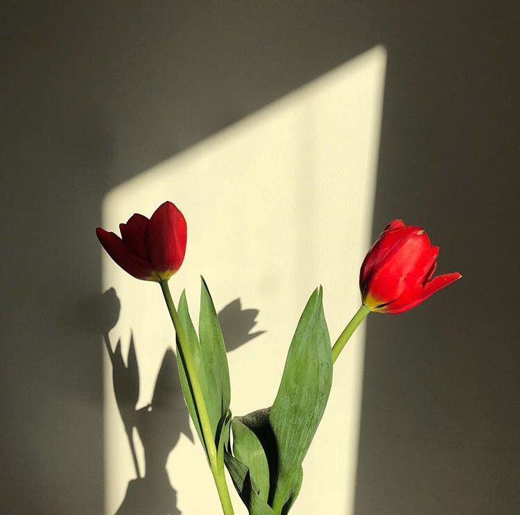 장미인테리어 이미지