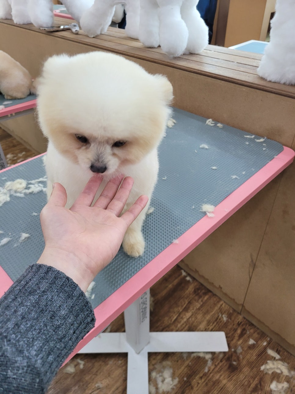 포항애견미용학원 이미지
