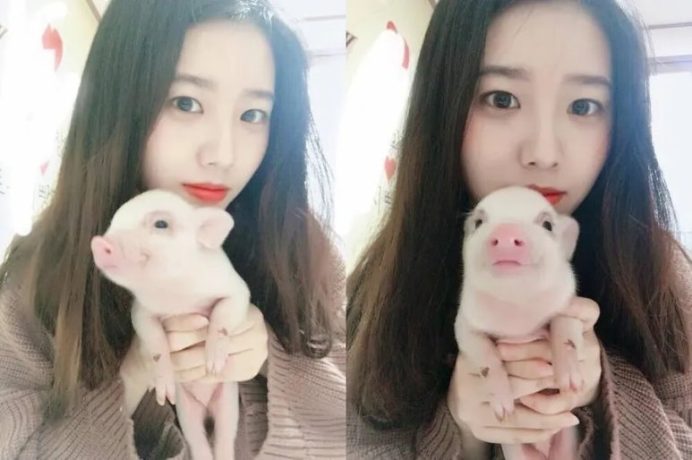 꿀꿀돼지 이미지