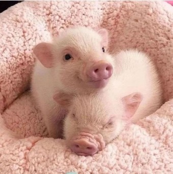 예쁜돼지 이미지