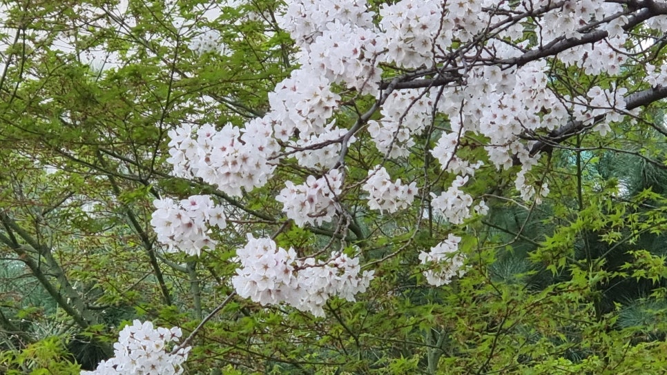 태미화원 이미지