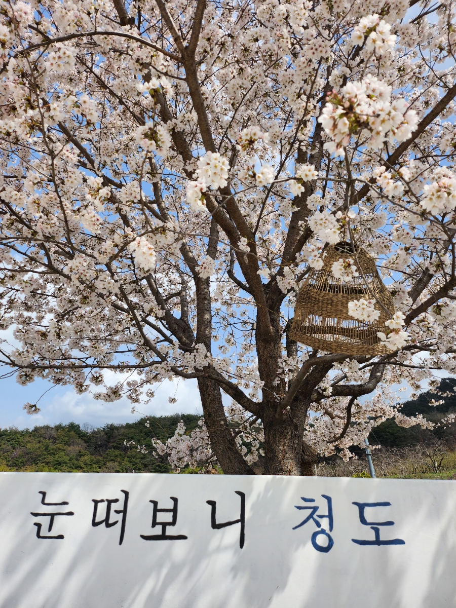 청도하이디 이미지