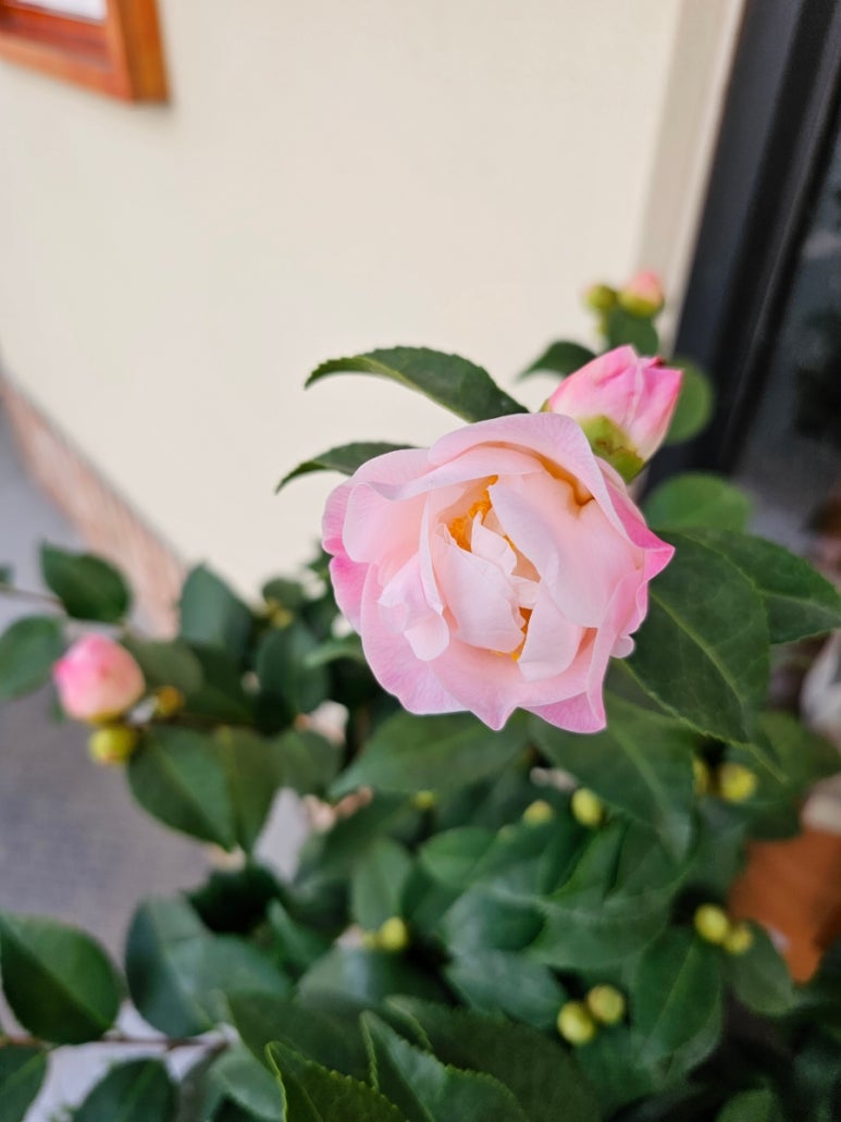 플랜티스트 이미지