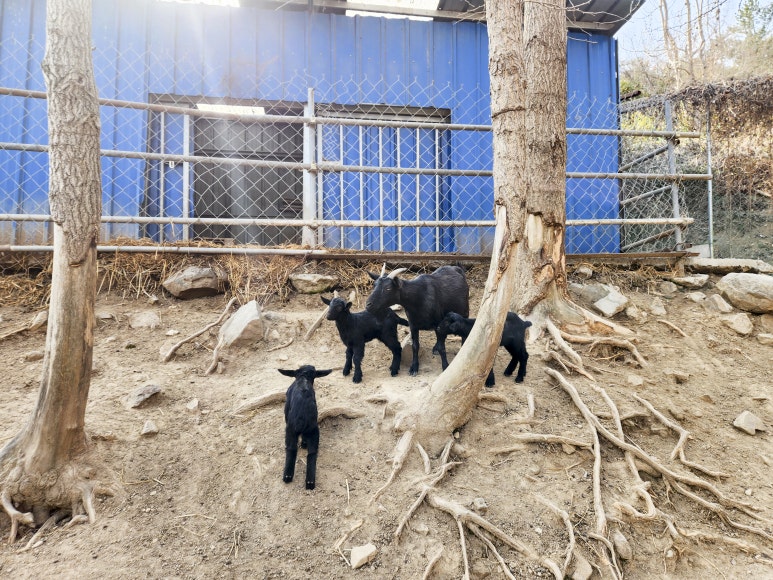염소정원 이미지