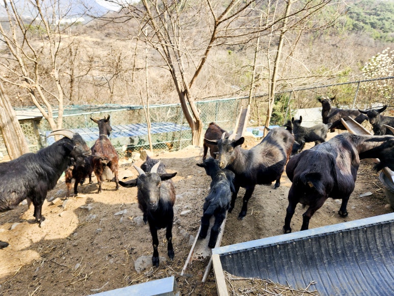 염소정원 이미지
