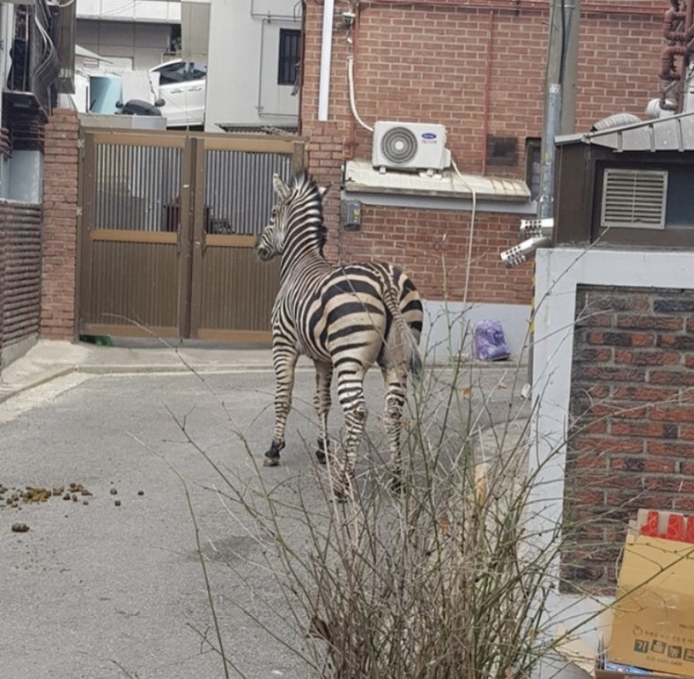오엠지 이미지