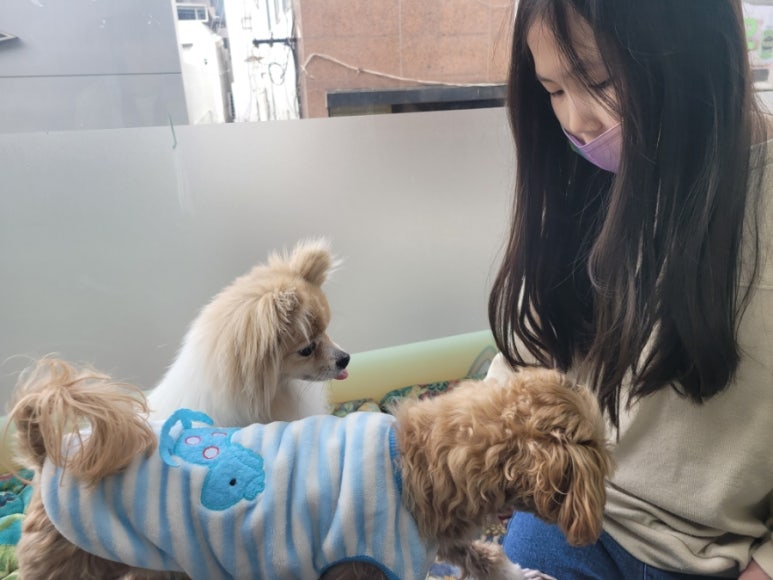 애견카페 포 이미지