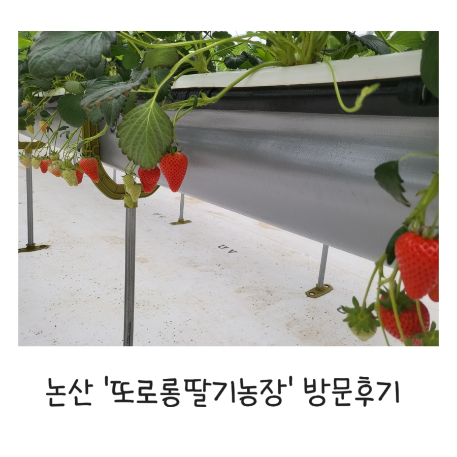 또로롱딸기농장 이미지