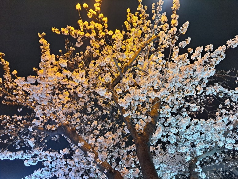 벚꽃포장마차 이미지