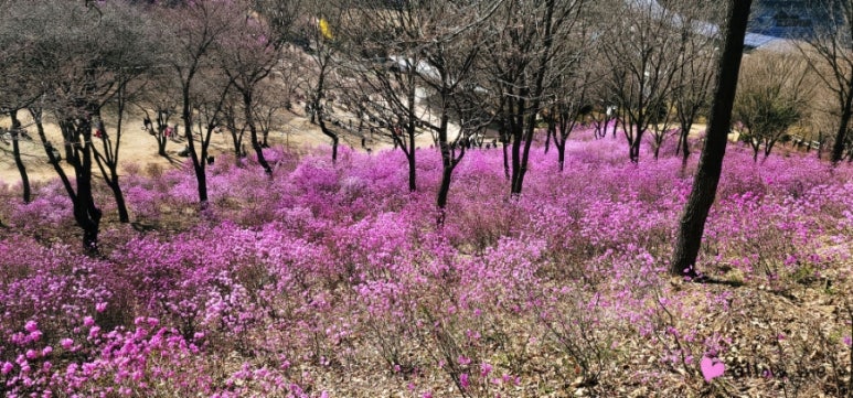소산서원 유아숲체험원 이미지