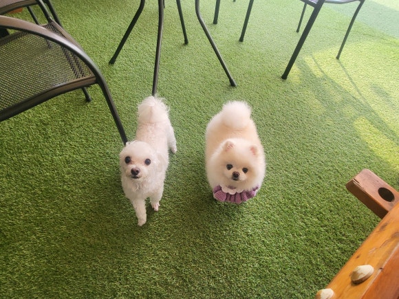카페브루하하 이미지
