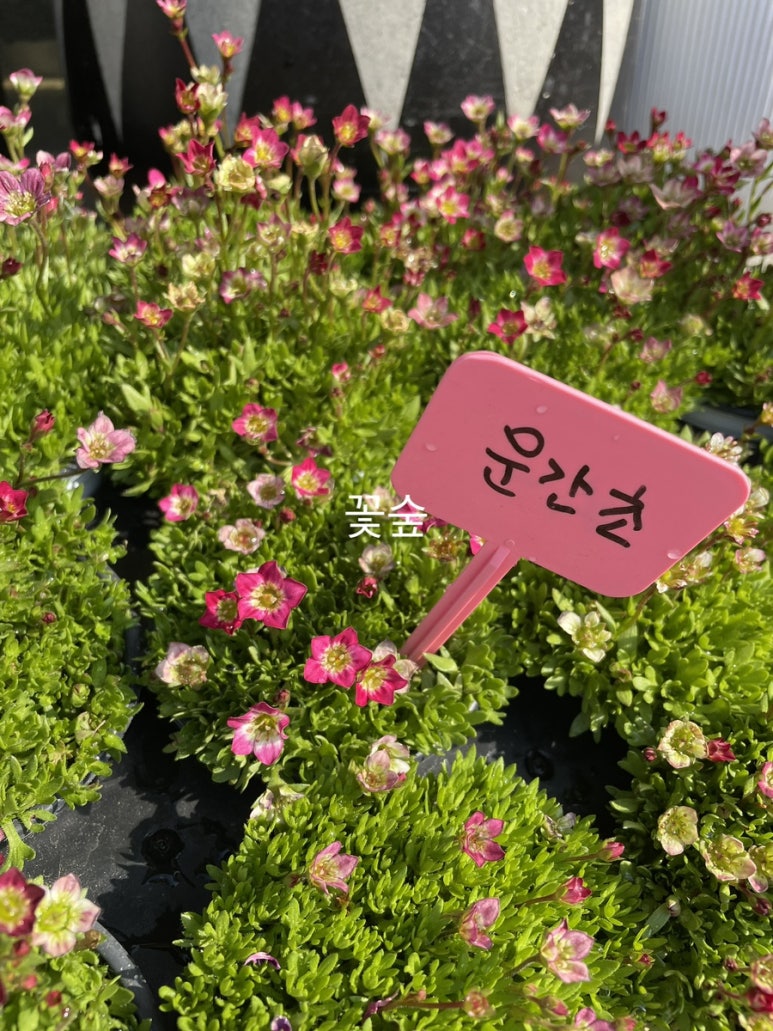 체리호프 이미지