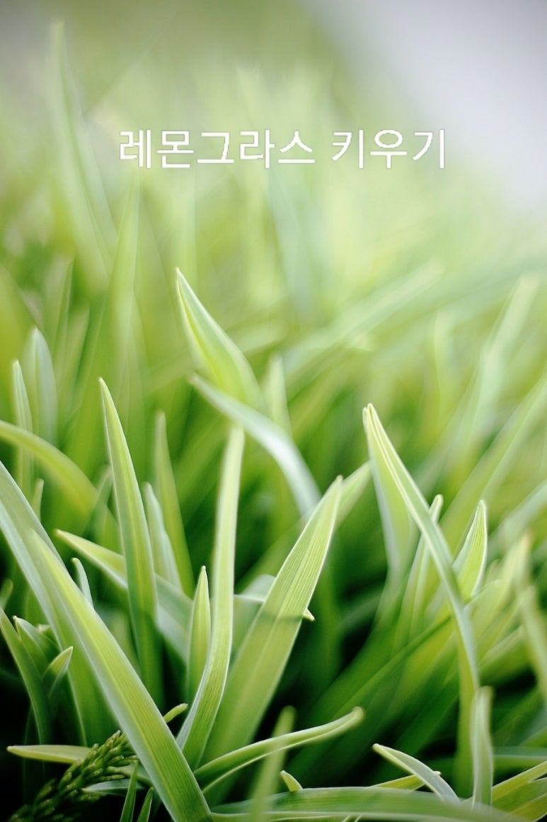 마이레몬그라스 이미지