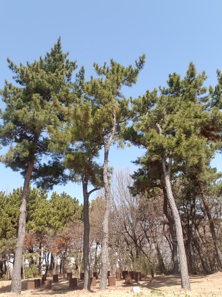 유수지공원 유아숲체험원 이미지