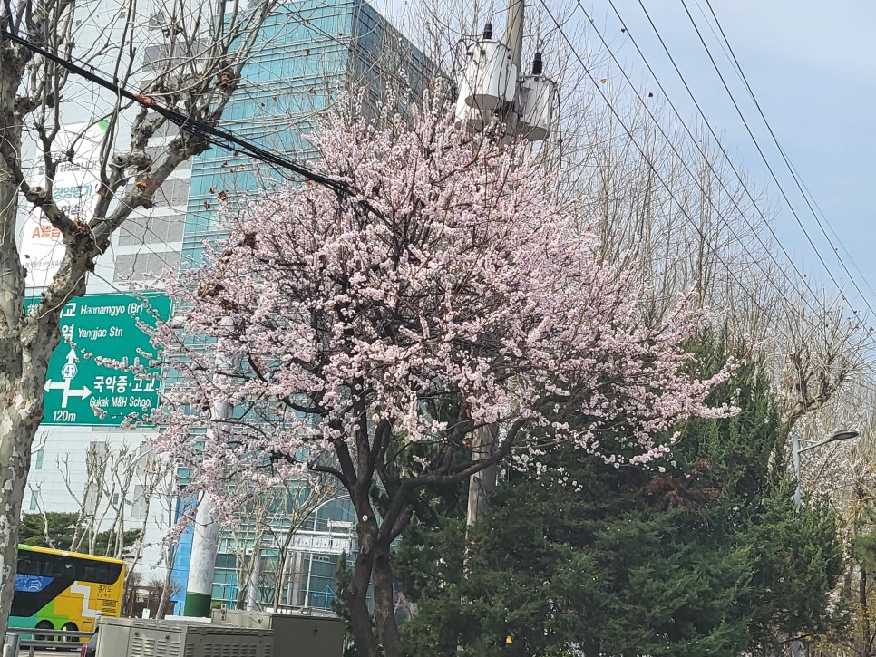 삼호대구뽈찜 이미지