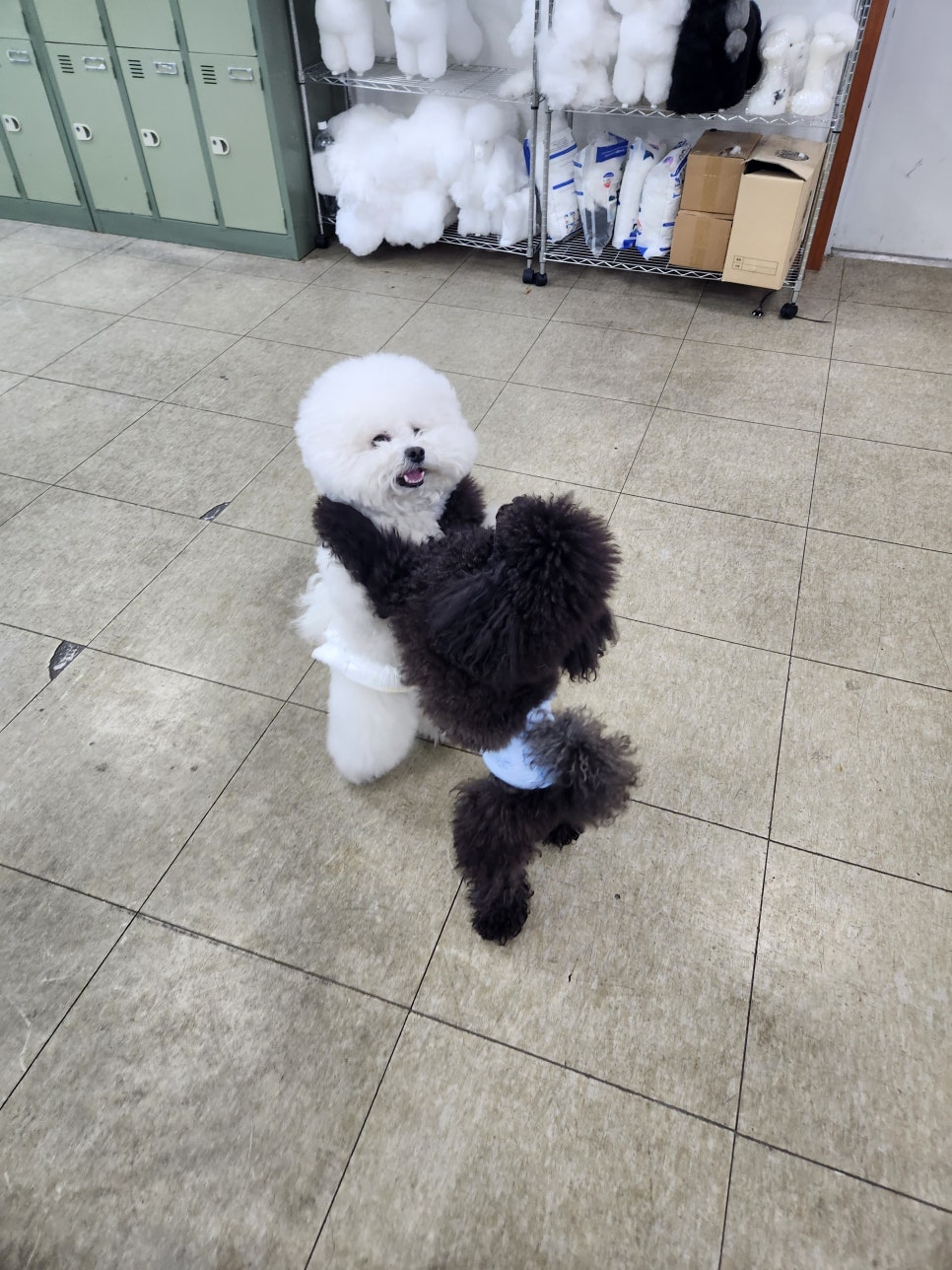 강북에이스애견미용학원 이미지