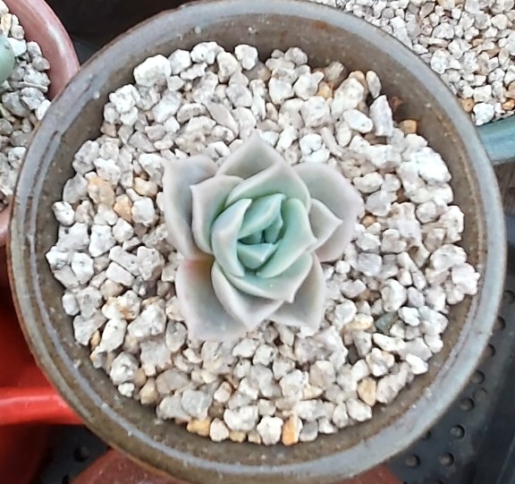 중앙꽃다육 이미지