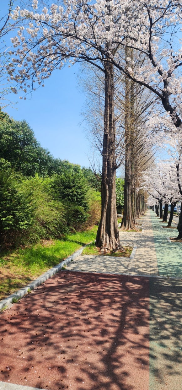 새순카센타 이미지