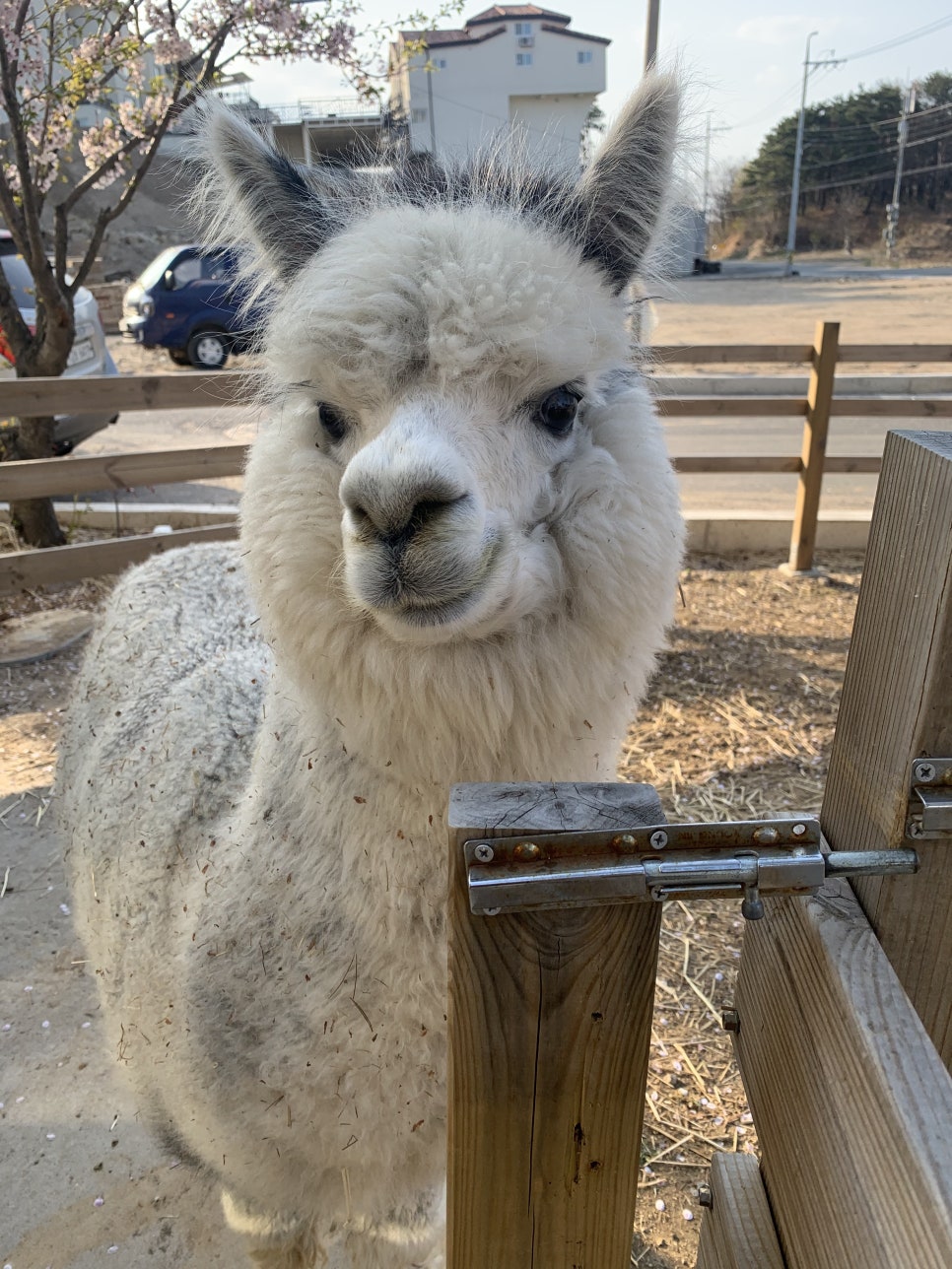 포레스트카페 이미지