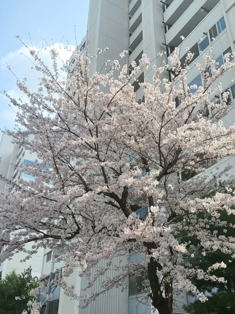 연지떡집 이미지