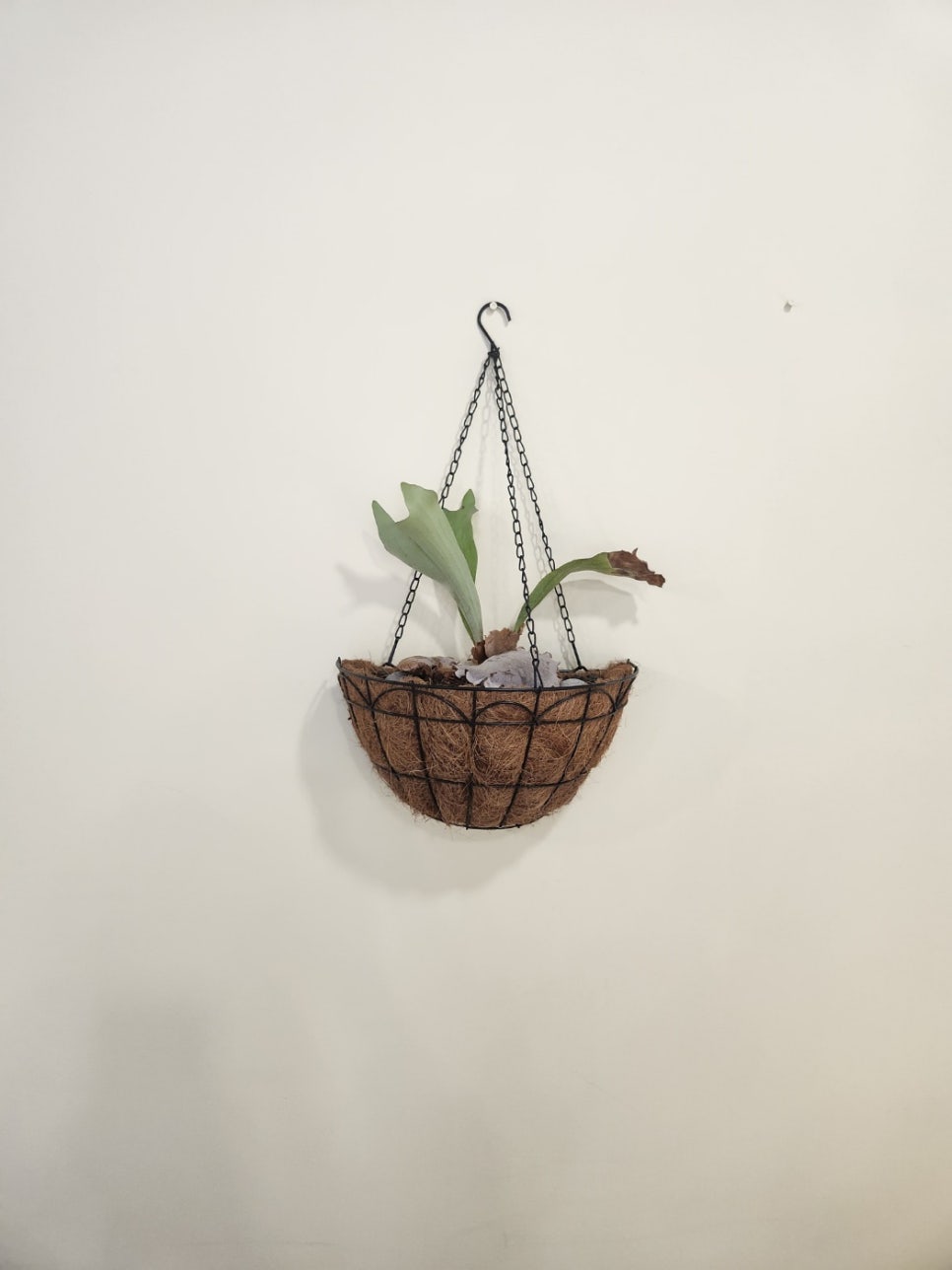 약전손칼국수 이미지