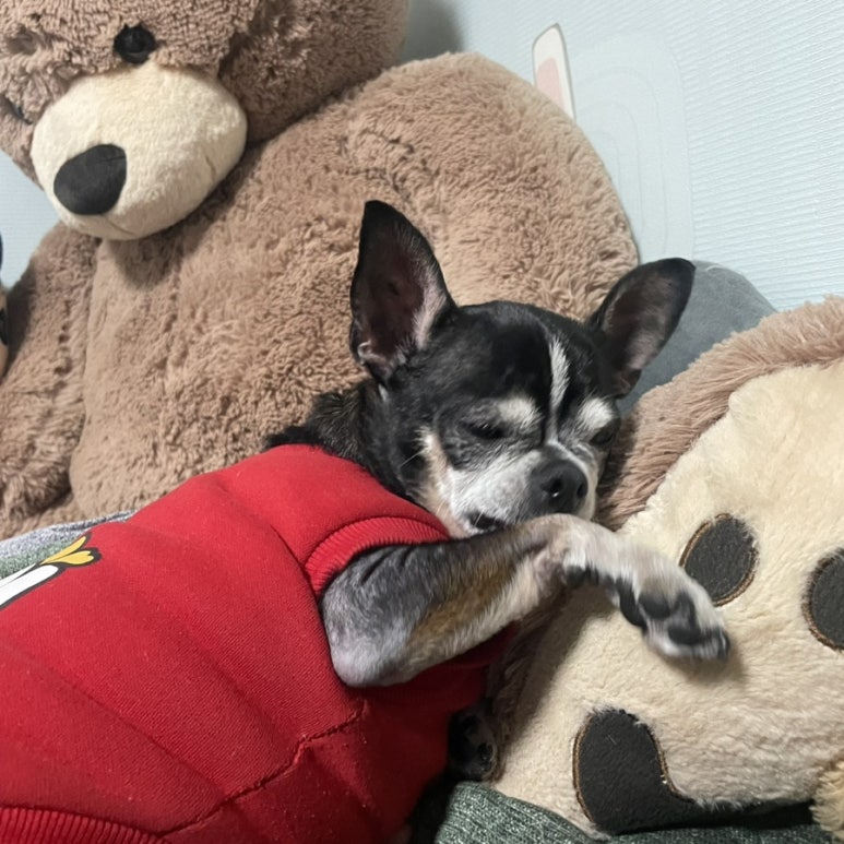 김순돌 이미지