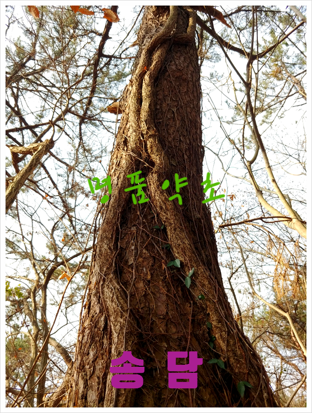 (주) 송담 이미지