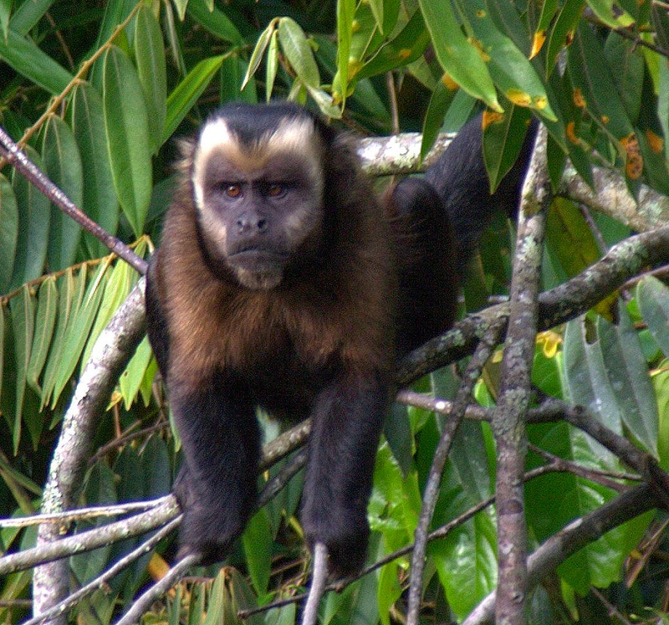 타이라(Tayra) 이미지