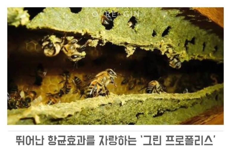 바로그린 이미지