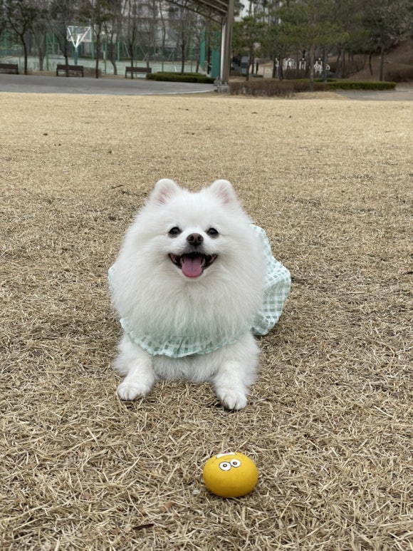 구구아리랑 이미지
