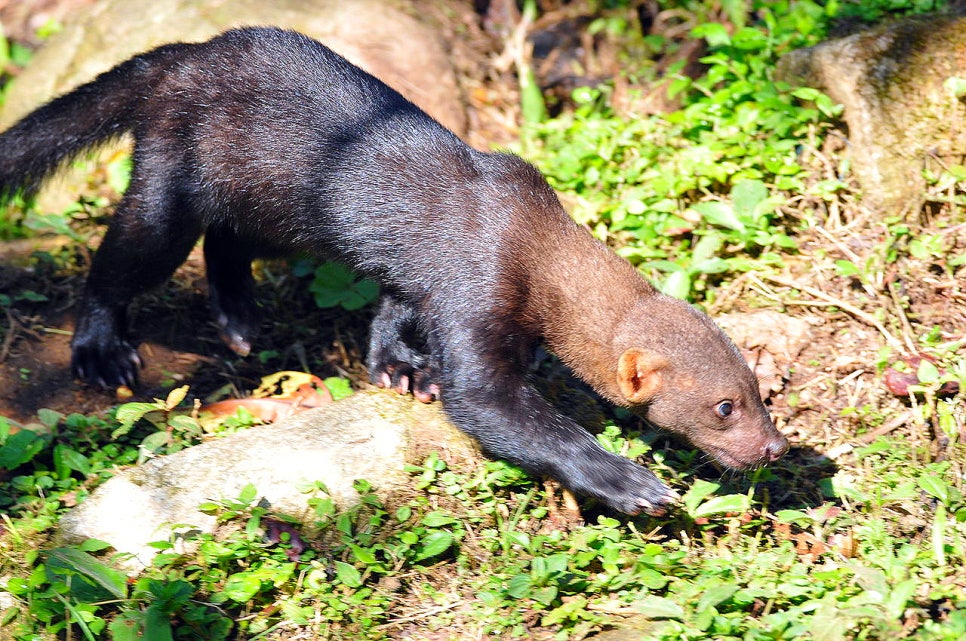타이라(Tayra) 이미지