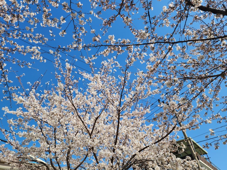 전기기술사사이버학원 이미지