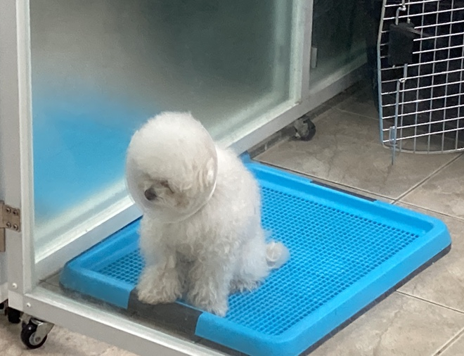 허슬버슬 이미지