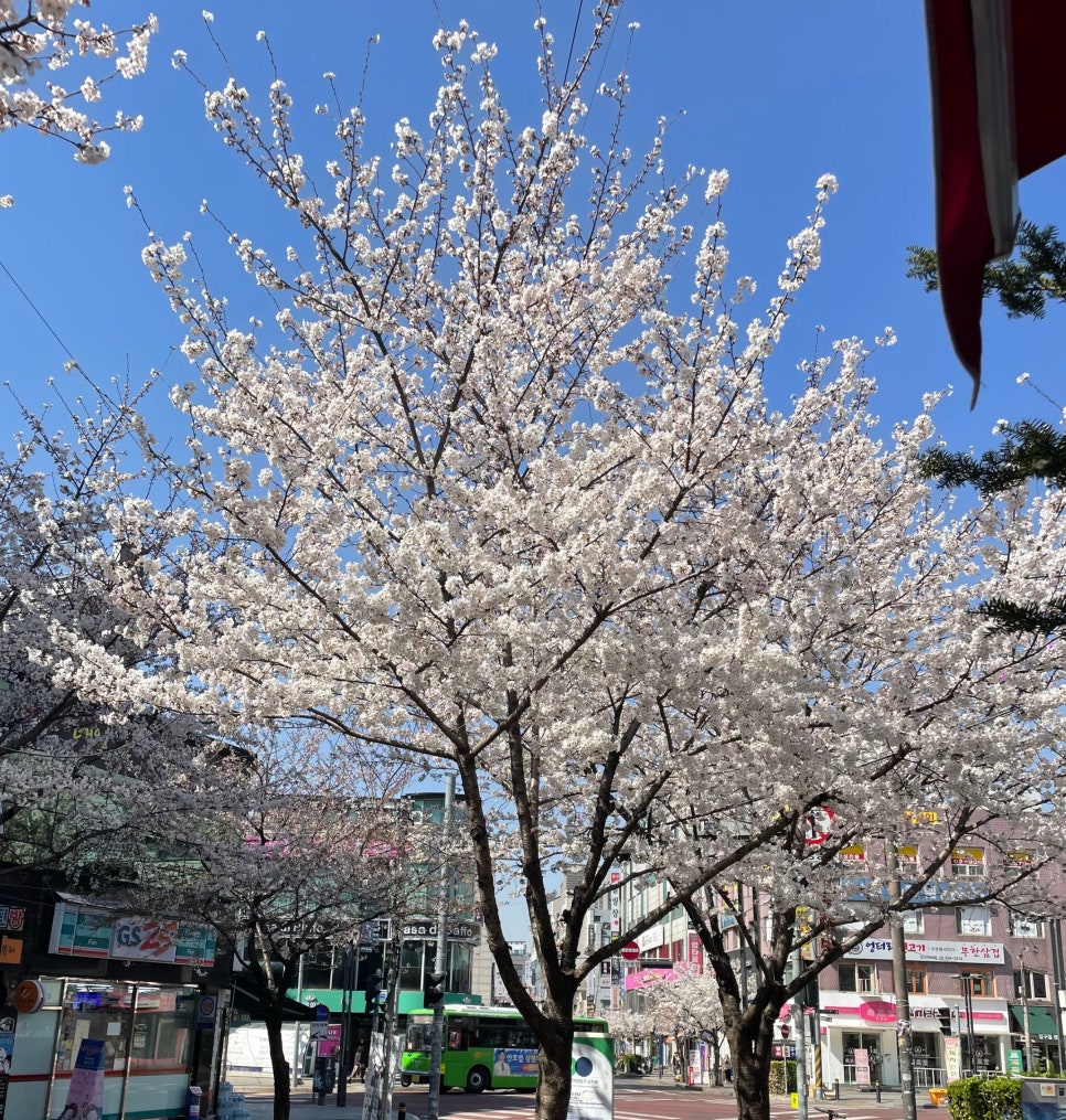 헤라클린스 이미지