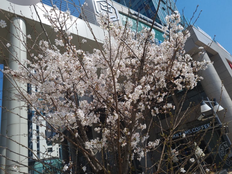 서울참피부과의원 이미지