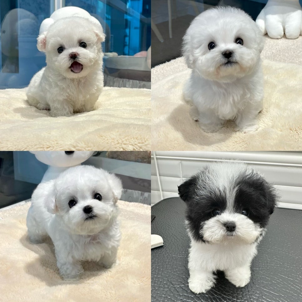 (주) 블러썸 이미지