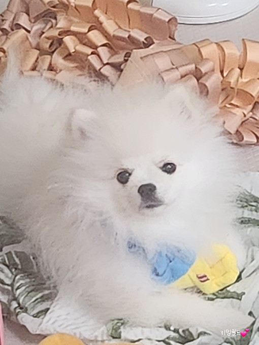 키멍 이미지