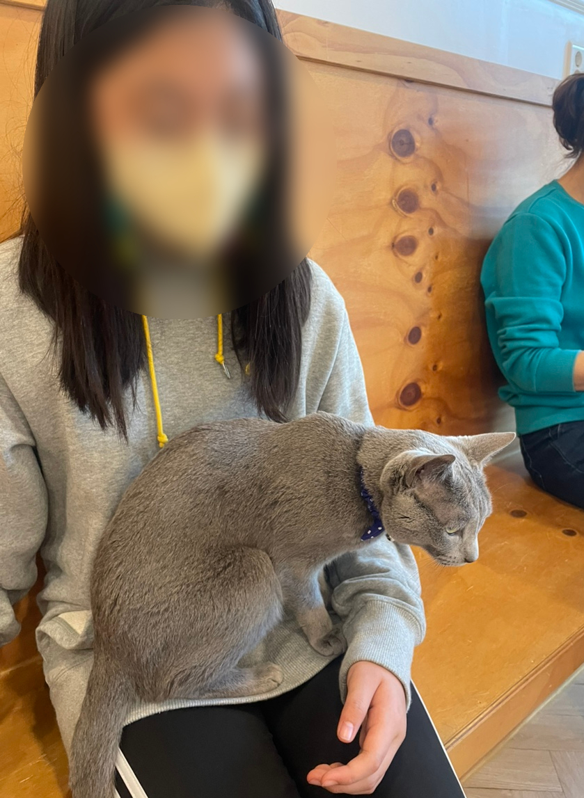 고양이별캣카페 이미지