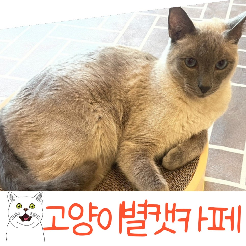 고양이별캣카페 이미지