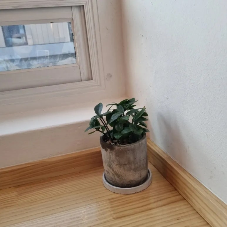 스윗드오 이미지
