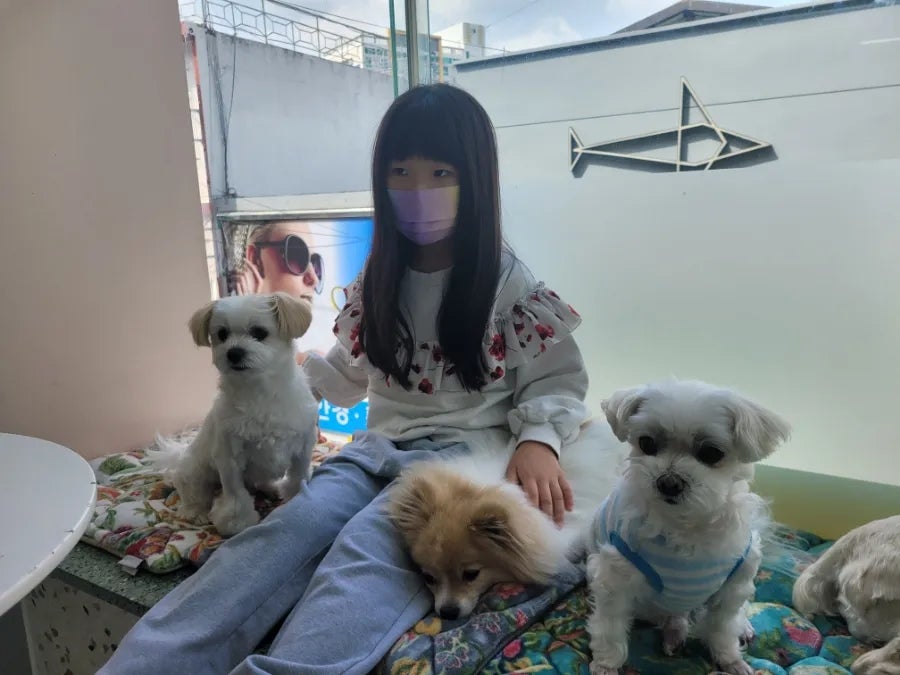 애견카페 포 이미지